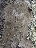 Buellia griseovirens image