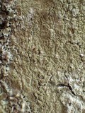 Buellia griseovirens image