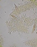 Faerberia carbonaria image