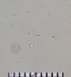 Faerberia carbonaria image