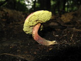 Boletus chrysenteron image