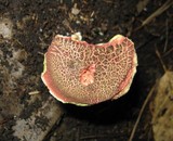 Boletus chrysenteron image