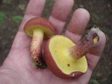 Baorangia bicolor image