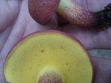 Baorangia bicolor image