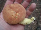 Boletus miniato-olivaceus image