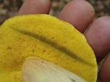 Boletus miniato-olivaceus image