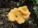 Cantharellus ignicolor image