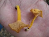 Cantharellus ignicolor image