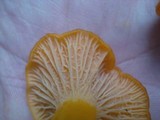 Cantharellus ignicolor image