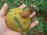 Imleria badia image