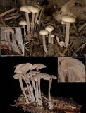 Gymnopus confluens image