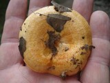 Lactarius croceus image