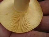Lactarius croceus image