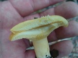 Lactarius croceus image