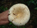Lactarius deceptivus image