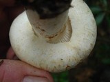 Lactarius deceptivus image