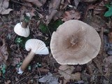 Lactarius gerardii image