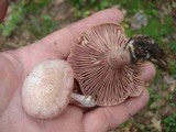 Lactarius subpurpureus image
