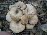 Lentinellus cochleatus image