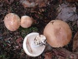 Russula compacta image