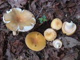 Russula ochroleucoides image