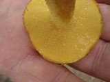 Suillus subaureus image