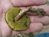 Boletus chrysenteron image