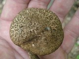 Boletus chrysenteron image