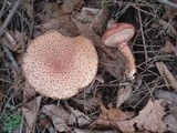 Suillus spraguei image