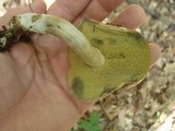 Boletus pallidus image