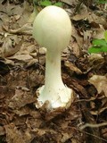 Amanita aestivalis image