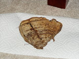 Fomes excavatus image