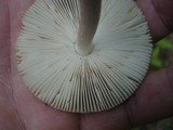 Amanita xanthomitra image