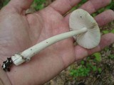 Amanita xanthomitra image