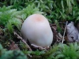 Amanita maryaliceae image