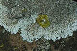 Physcia phaea image