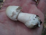 Amanita maryaliceae image