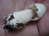 Amanita maryaliceae image