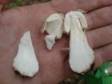 Amanita maryaliceae image