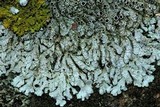 Physcia phaea image