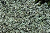 Physcia phaea image