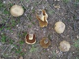Boletus vermiculosoides image