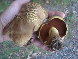 Boletus vermiculosoides image