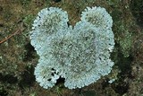 Physcia phaea image