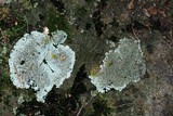 Physcia phaea image