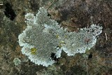 Physcia phaea image