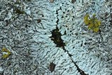 Physcia phaea image