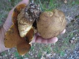 Boletus vermiculosoides image
