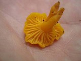 Cantharellus minor image