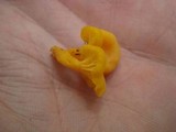 Cantharellus minor image